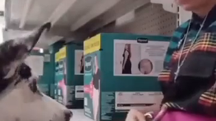 Thumbnail for Anxiety Support Dog