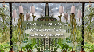 Thumbnail for Planting in upside down self-watering planters | Cyril Cybernated
