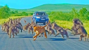 Thumbnail for Leopard has all-out Brawl With 50 Baboons - Different Angle