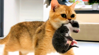 Thumbnail for Mom cat carries loudly meowing kittens to a new place - compilation