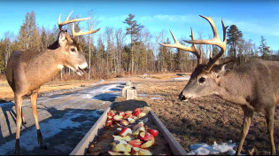 Thumbnail for Brownville's Food Pantry For Deer "Trough View" | Brownville's Food Pantry For Deer