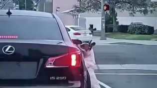 Thumbnail for Person abandons their dog in the middle of the road