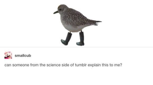 Thumbnail for The science side of Tumblr | Jeaney Collects