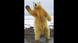 Thumbnail for Dancing Polar Bear
