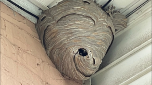 Thumbnail for Duct tape vs Hornet nest (trapping them inside) | Wasp Hunter