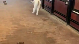 Thumbnail for A tiny little horse makes things better