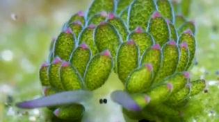 Thumbnail for Sheep leaf sea slug