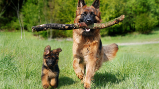 Thumbnail for The Surprising Ways Dogs Communicate with Their Owners