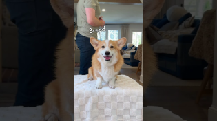 Thumbnail for Dogs have tailors now?! | Hammy and Olivia