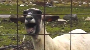 Thumbnail for Rick Astley - Never Gonna Give You Up (Goat Remix) | GoatStep