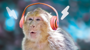 Thumbnail for Do Monkeys Like Music? 🙉 Monkey Reactions | Daxon