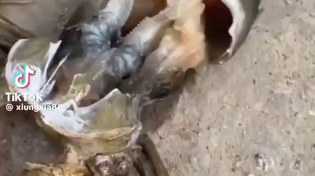 Thumbnail for Crab sheds its exoskeleton 