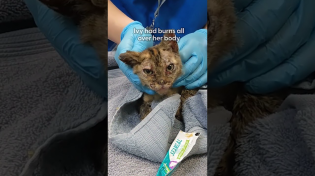 Thumbnail for These Brave Kittens Survived The LA Fires | The Dodo