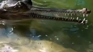 Thumbnail for Indian Gharial