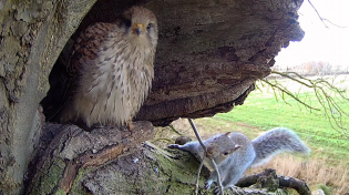 Thumbnail for Kestrels vs Grey Squirrels | Apollo & Athena | Robert E Fuller