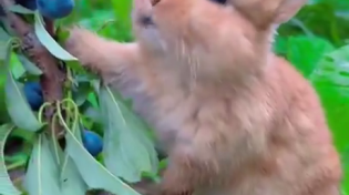 Thumbnail for Tiny bunny eating blueberries 