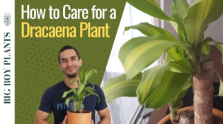 Thumbnail for How to Care for a Dracaena Plant | BigBoyPlants