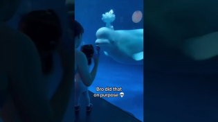 Thumbnail for Beluga whale spooked little girl 😂 | Rowdy Wildlife