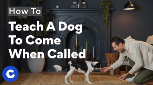 Thumbnail for How To Teach a Dog To Come When Called | Chewtorials