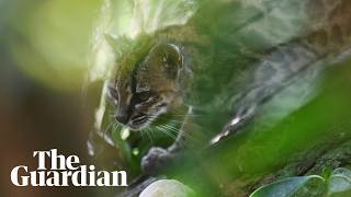 Thumbnail for Newly identified Bolivian wildcat 'Tigrino' plays in his enclosure | Guardian News