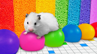Thumbnail for 🌈 Rainbow Hamster Maze with Balloons | YEES