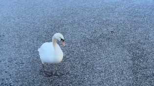 Thumbnail for Swan walking on broken ice