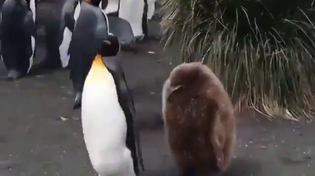 Thumbnail for Father and son