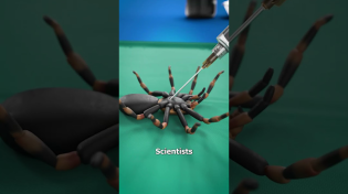 Thumbnail for Turning Dead Spiders Into Robots 😮 | Zack D. Films