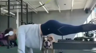 Thumbnail for Gym doggo