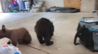 Thumbnail for The 3 little bears