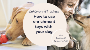 Thumbnail for How to use enrichment toys with your dog | tails.com UK