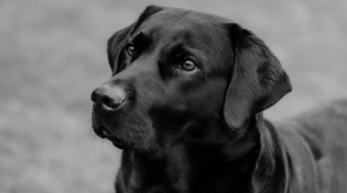 Thumbnail for The Benefits of Owning a Dog