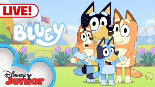 Thumbnail for 🔴 LIVE! Bluey Full Episodes | NEW Episodes Added | Keepy Uppy, Sleepytime and MORE! |  @disneyjunior | Disney Junior