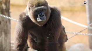 Thumbnail for Gladys Porter Zoo mourns death of western lowland gorilla | monitornews