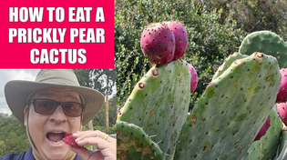 Thumbnail for How to Eat a Prickly Pear Cactus | 2 Minute Gardener