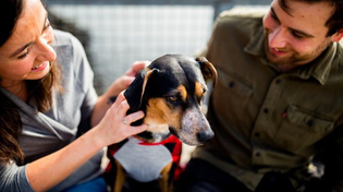 Thumbnail for Great Guidance Any Dog Owner Can Use