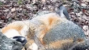 Thumbnail for Bird collects fur from a sleeping fox