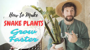 Thumbnail for How to Make Snake Plants Grow Faster | Balcony Garden Web