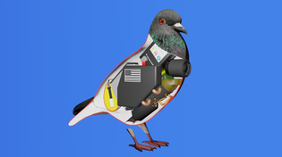 Thumbnail for How a bird works | WVW